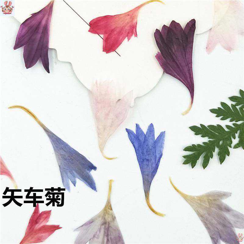 Resin Art Baby - 20 Plant Specimens of Cornflower Petals,