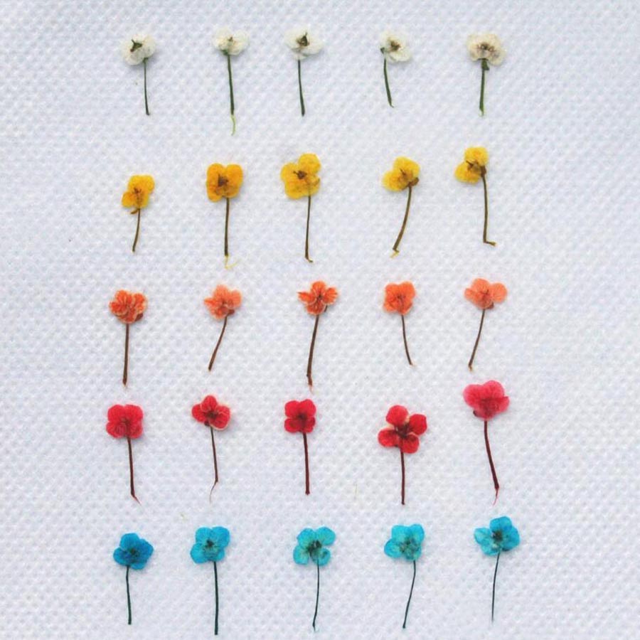 60pcs Mini Pressed Dried Flowe - огляд і ціна Resin Art Case