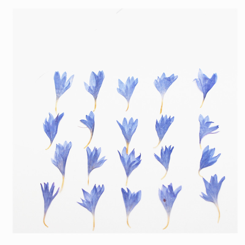 60pcs Mini Pressed Dried Flowe - огляд і ціна Resin Art Case