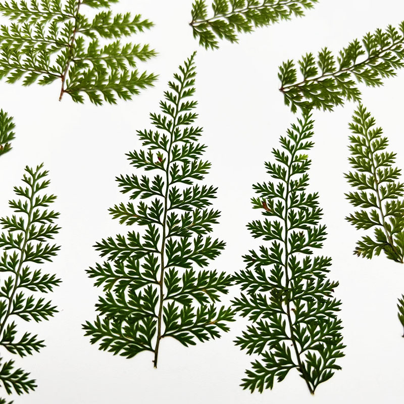 100Pcs Natural Rain Fern Leaf  - огляд і ціна Resin Art Baby