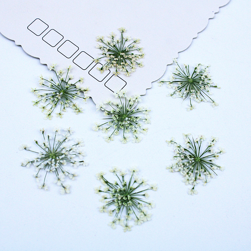 500pcs Lace Flowers Dried Flow - огляд і ціна Resin Art Baby